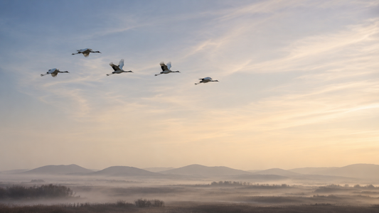 A flock of cranes flying toward the dawn above misty wetlands